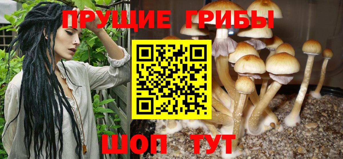 Псилоцибиновые грибы мицелий Приморско-Ахтарск